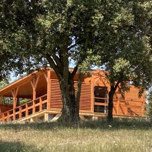 Cabane en bois au cœur de la nature, entourée darbres verdoyants.