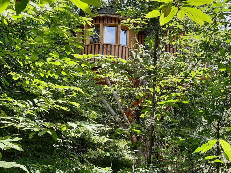 Cabane dans les arbres entourée de verdure luxuriante et de feuillage dense.