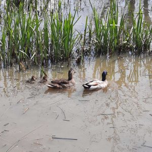 Hébergement insolite en Hauts-de-France, avec des canards nageant dans leau.
