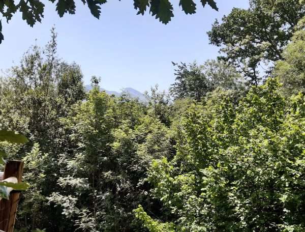 foret caban'aspe depuis la terrasse