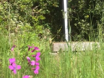 Hébergement insolite en Auvergne-Rhône-Alpes, avec fleurs violettes et verdure luxuriante.