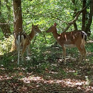 Hébergement insolite en Aquitaine, cabane perchée entourée de cerfs dans la forêt.