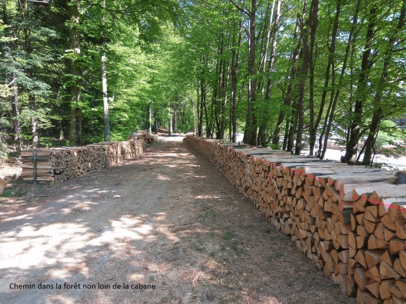 Cabane en bois au cœur de la forêt, chemin bordé de bûches.