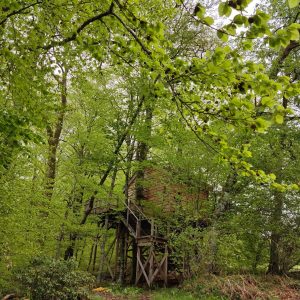 Cabane perchée en bois, entourée de feuillage verdoyant dans la forêt du Grand-Est.