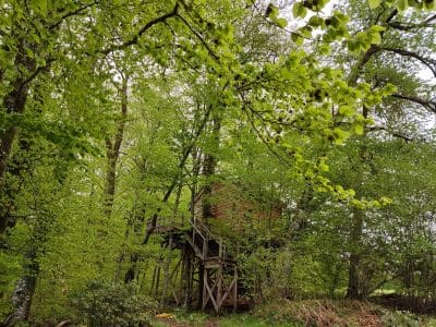Cabane perchée en bois, entourée de feuillage verdoyant dans la forêt du Grand-Est.