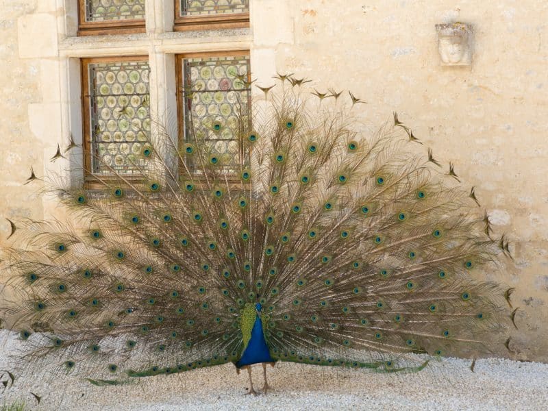 Château avec un paon déployant ses plumes colorées devant une belle façade.