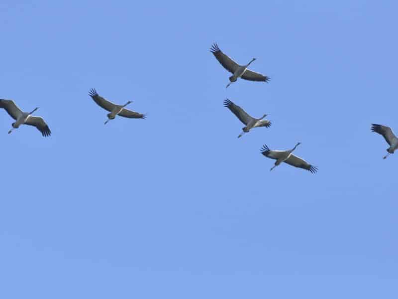 Hébergement en pleine nature avec vue dégagée sur des grues en vol dans le ciel bleu.