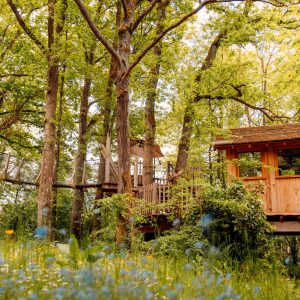 Cabane dans les arbres à Hauts-de-France, entourée de verdure et fleurs sauvages.