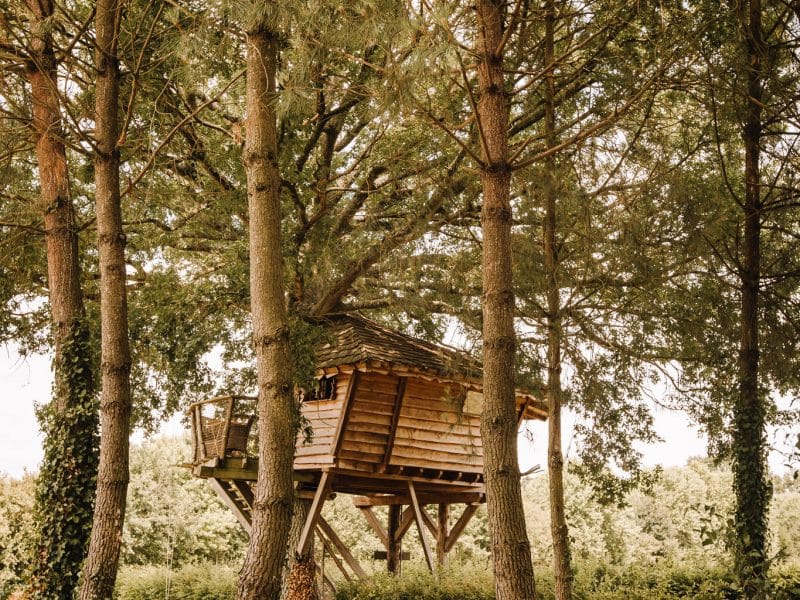 Cabane dans les arbres entourée de pins, offrant une vue paisible sur la nature.