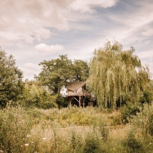 Cabane perchée dans un arbre, entourée de verdure et dun saule pleureur.