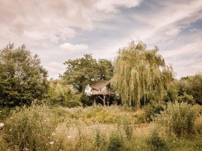 Cabane perchée dans un arbre, entourée de verdure et dun saule pleureur.