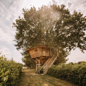 Cabane dans les arbres à Pays de la Loire, perchée au cœur dun grand chêne.