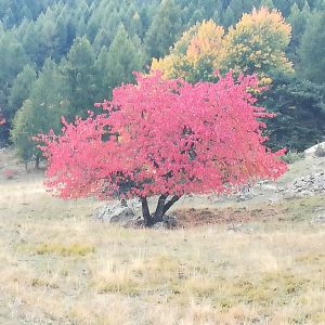 Hébergement insolite en Provence-Alpes-Côte dAzur, avec un arbre aux feuilles rouges vives.