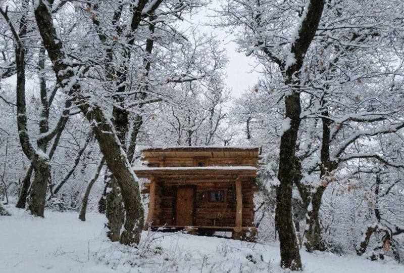 Cabane en bois au cœur dune forêt enneigée, entourée darbres majestueux.