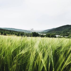 Hébergement insolite en pleine nature, avec des champs verdoyants et des collines en arrière-plan.