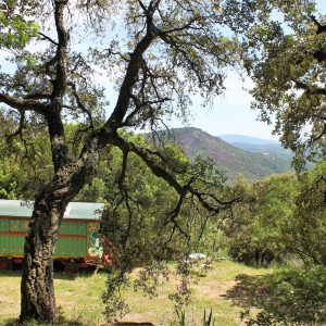Roulotte colorée nichée sous un chêne, vue sur les collines provençales.