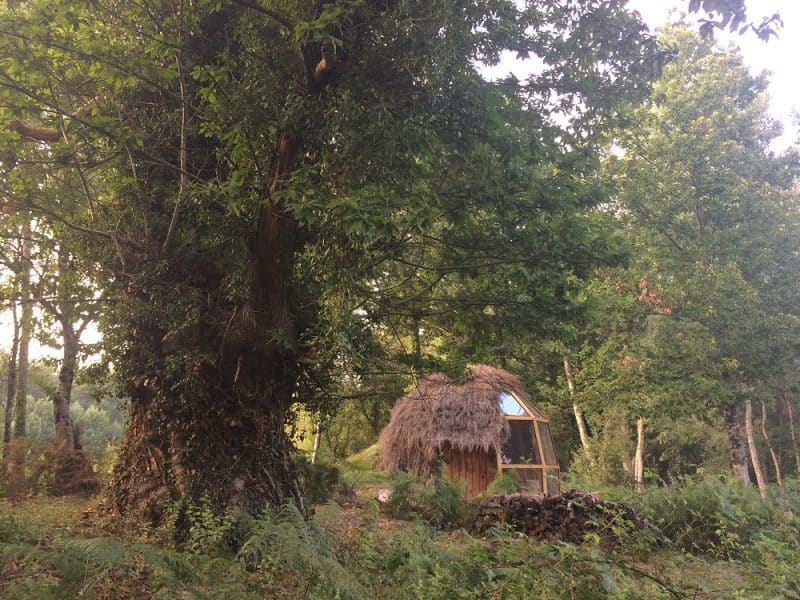 Hébergement insolite en cabane de bois, entouré darbres verdoyants.