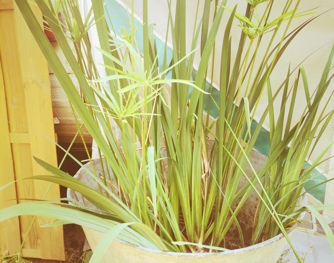 Hébergement insolite en Provence-Alpes-Côte dAzur, avec des plantes luxuriantes en pot.