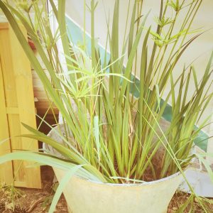 Hébergement insolite en Provence-Alpes-Côte dAzur, avec des plantes luxuriantes en pot.