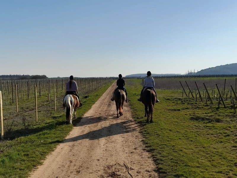 Séjour à la ferme équestre, cavaliers sur un chemin bordé de vignes sous un ciel bleu.