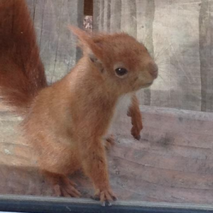 Hébergement insolite en Île-de-France avec vue sur un écureuil curieux.