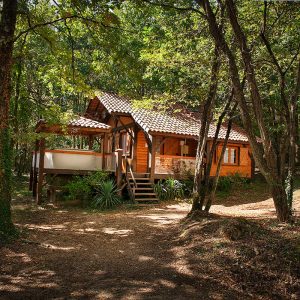 Cabane en bois nichée dans la forêt, entourée darbres verdoyants.