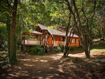 Cabane en bois nichée dans la forêt, entourée darbres verdoyants.