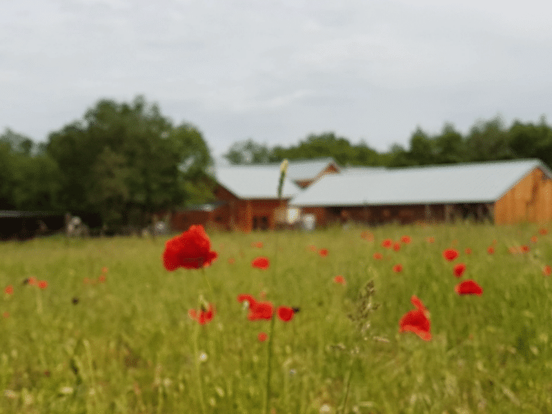 Chalet en bois entouré de coquelicots dans un champ verdoyant.