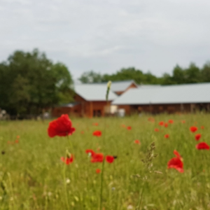 Hébergement insolite en Bourgogne, cabane en bois entourée de coquelicots rouges.