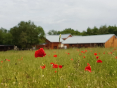 Hébergement insolite en Bourgogne, cabane en bois entourée de coquelicots rouges.