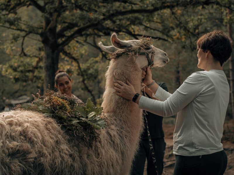 Hébergement en pleine nature avec un lama décoré, entouré de visiteurs souriants.
