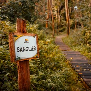 Hébergement insolite en forêt : un chemin en bois menant à un espace nature apaisant.