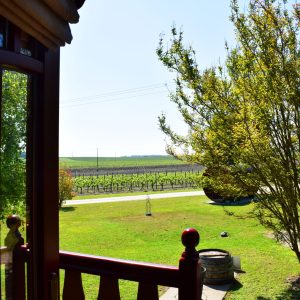 Cabane perchée en Nouvelle-Aquitaine, vue sur les vignes verdoyantes.