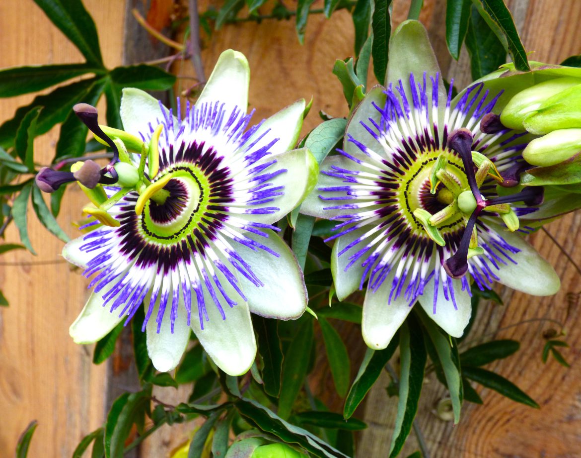 Hébergement insolite en Auvergne, avec des fleurs exotiques colorées en décor.