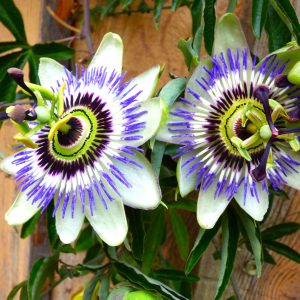 Hébergement insolite en Auvergne, avec des fleurs exotiques colorées en décor.