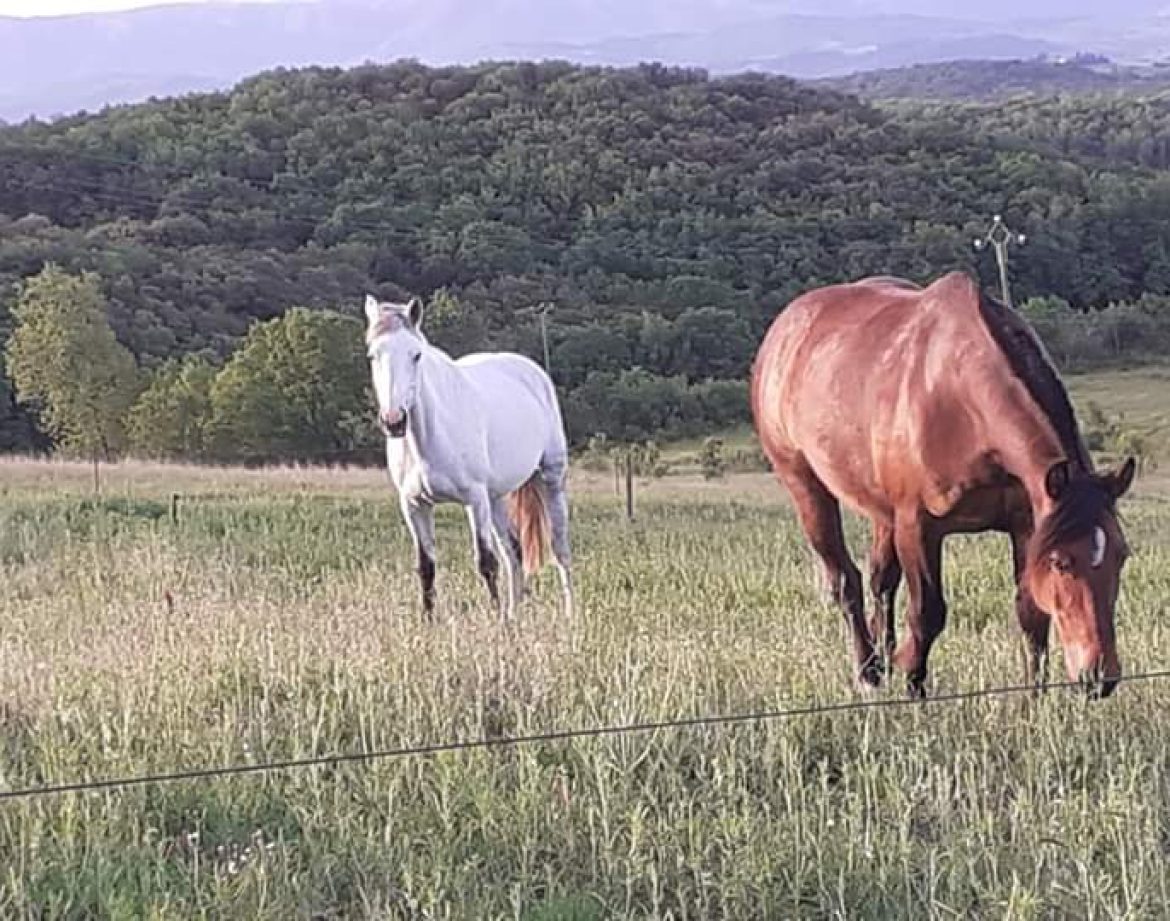 Hébergement insolite en Languedoc-Roussillon, avec chevaux dans un champ verdoyant.