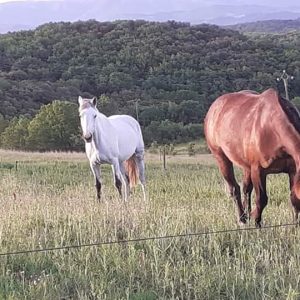Hébergement insolite en Languedoc-Roussillon, avec chevaux dans un champ verdoyant.