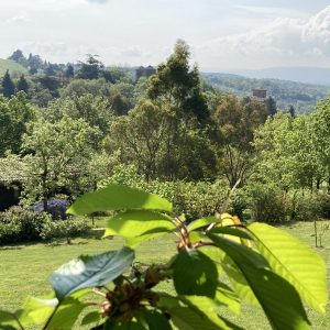 Hébergement insolite en pleine nature, avec des arbres verdoyants et des collines en arrière-plan.