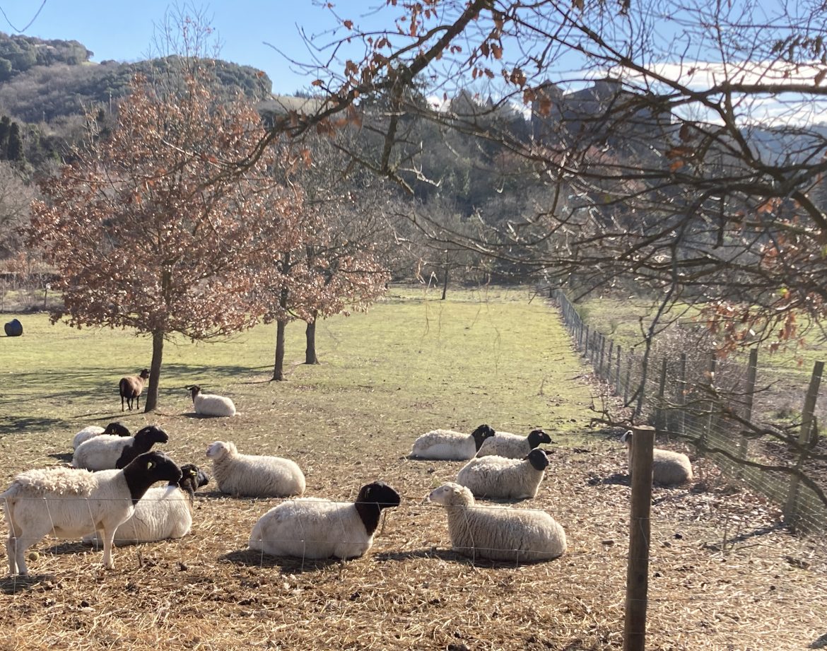 Hébergement insolite en Languedoc-Roussillon, avec des moutons paisiblement dans un champ.