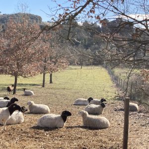 Hébergement insolite en Languedoc-Roussillon, avec des moutons paisiblement dans un champ.