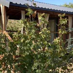 Languedoc-Roussillon - Hébergement insolite