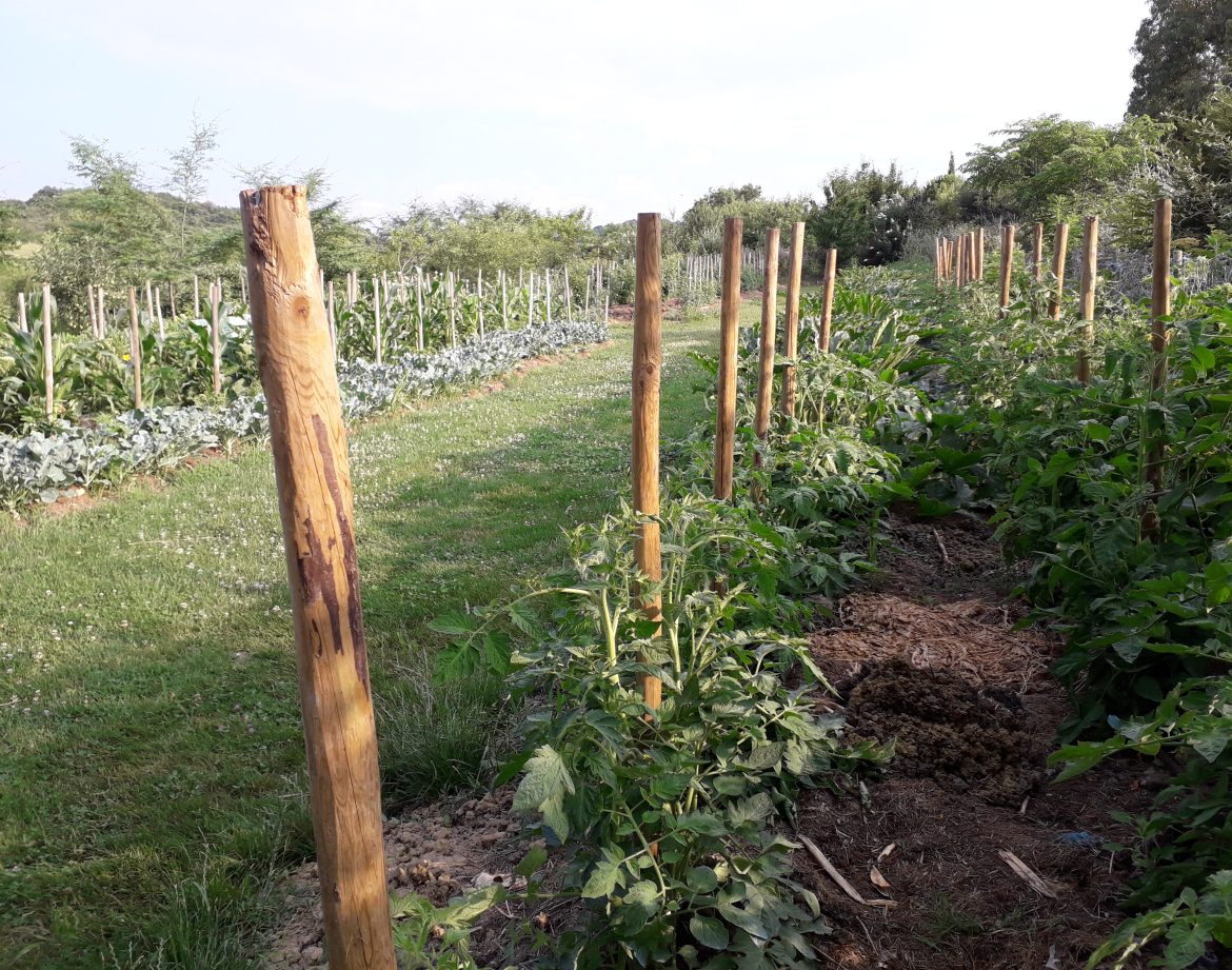 Hébergement insolite en pleine nature, entouré de potagers verdoyants et de rangées de légumes.