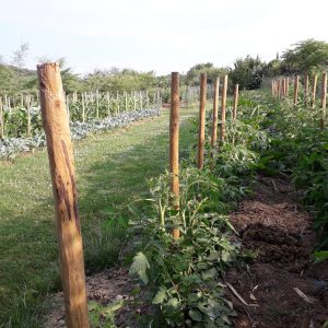 Hébergement insolite en pleine nature, entouré de potagers verdoyants et de rangées de légumes.