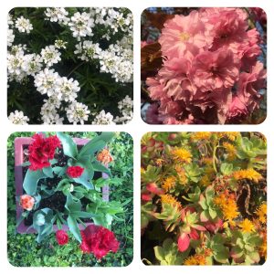 Hébergement insolite en Basse-Normandie, entouré de fleurs colorées et luxuriantes.