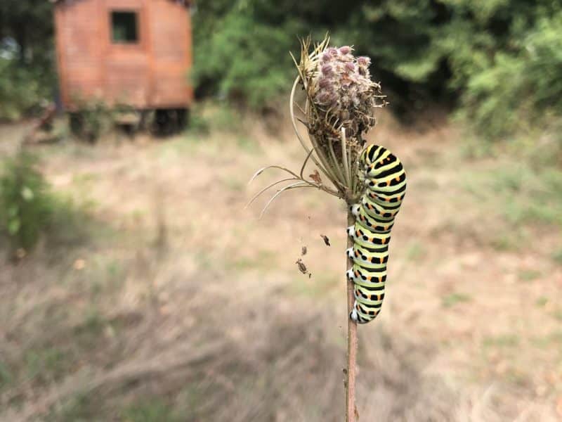 Roulotte en bois entourée de nature, avec une chenille colorée sur une fleur.