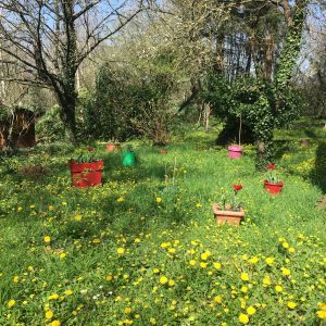 Hébergement insolite en pleine nature, entouré de fleurs jaunes et de pots colorés.