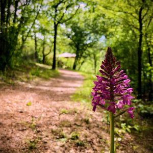Hébergement insolite en Midi-Pyrénées, entouré de verdure et dorchidées sauvages.