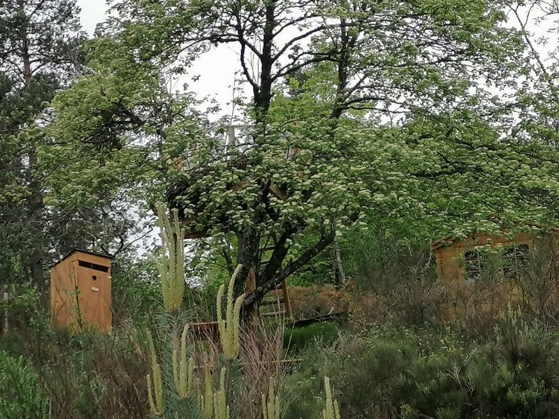 Cabane dans les arbres entourée de verdure et de cactus, offrant un cadre naturel.