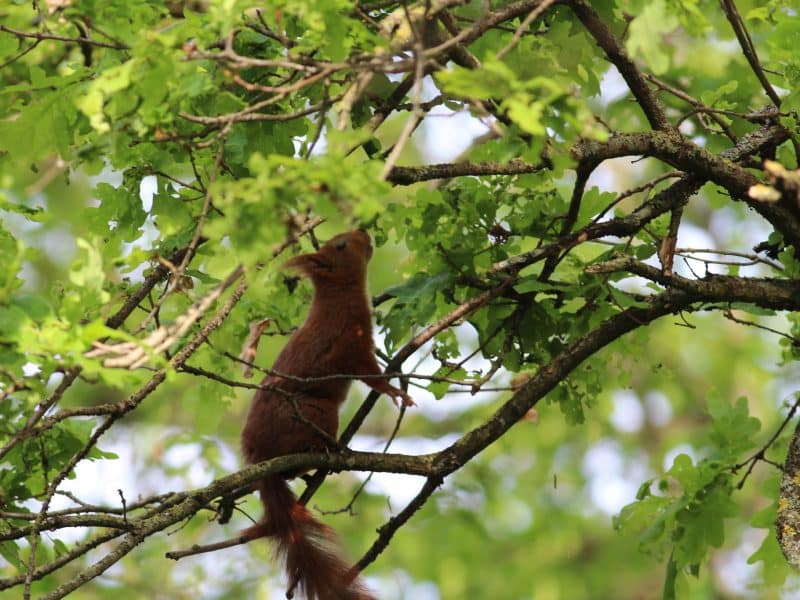 Hébergement en pleine nature, avec un écureuil grimpant dans un arbre verdoyant.