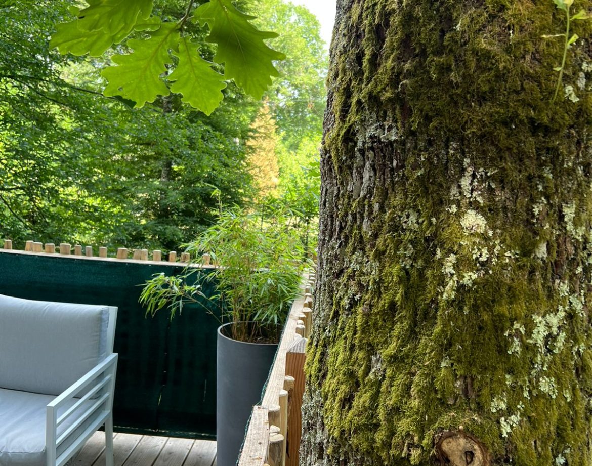 Hébergement insolite en cabane, avec un arbre majestueux et une terrasse en bois.